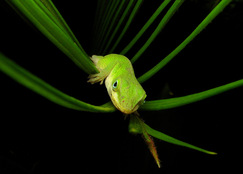 macro photography