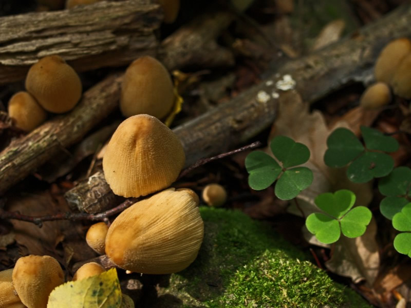 macro photography