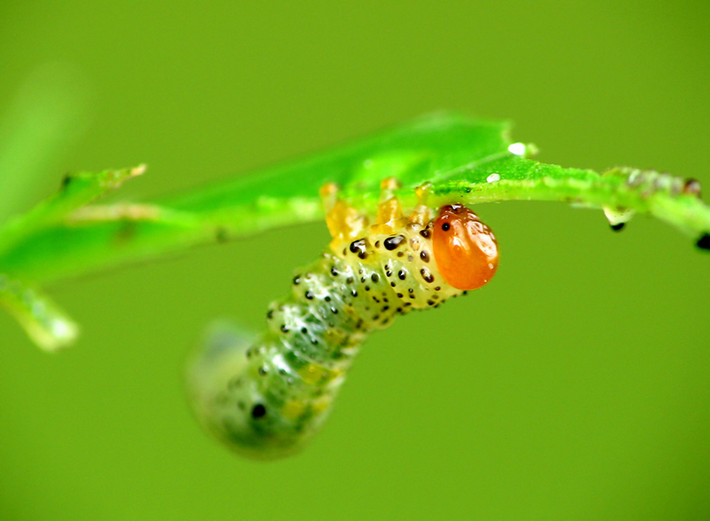 macro photography