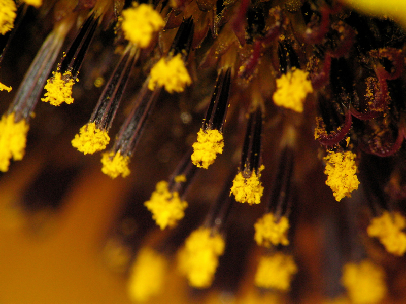 macro photography