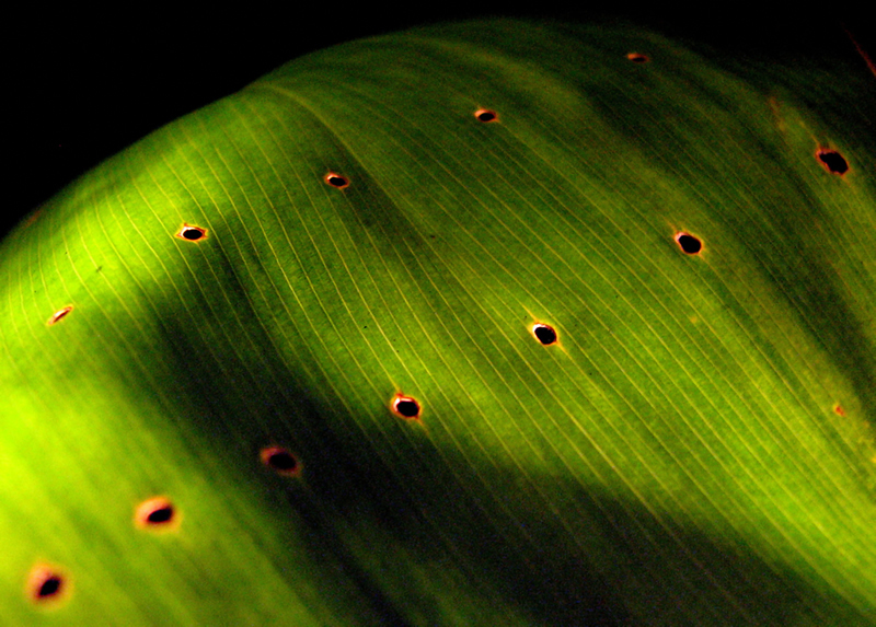macro photography