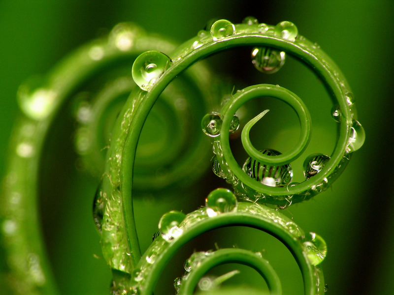 macro photography