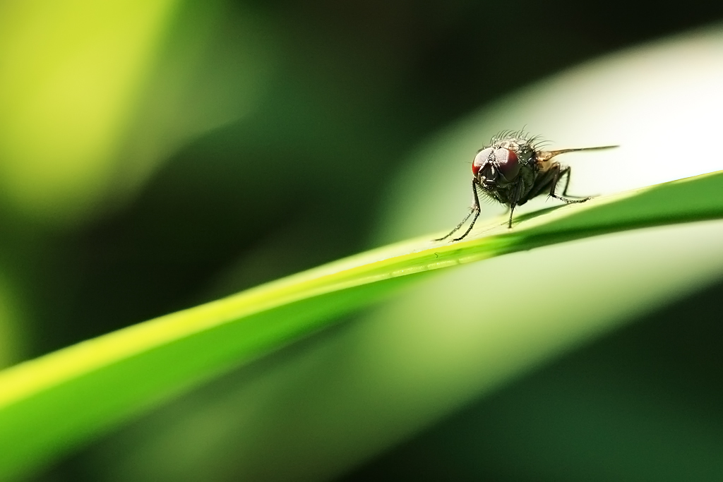 macro photography