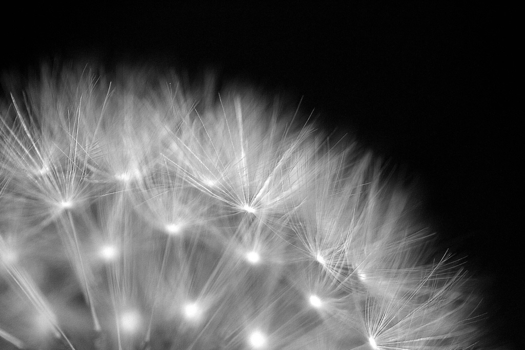 macro photography
