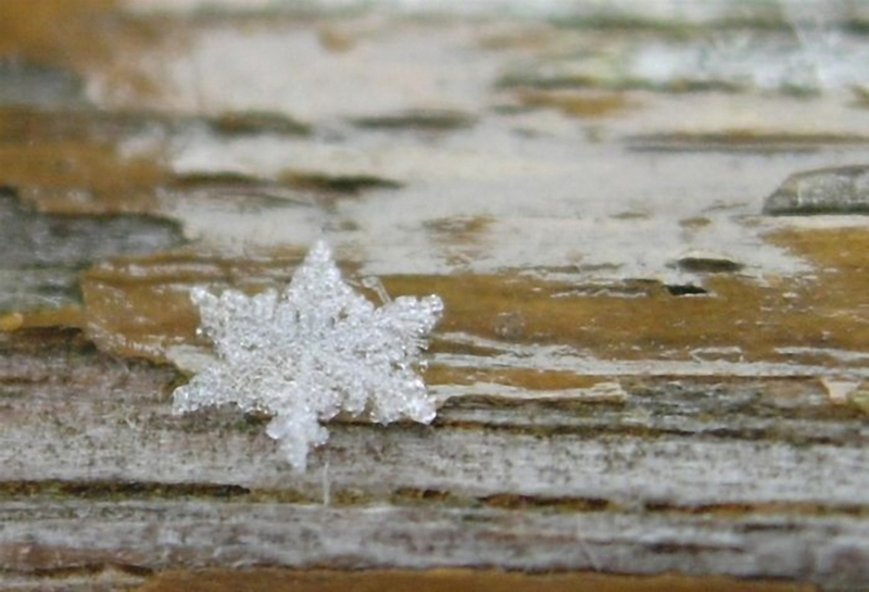 macro photography